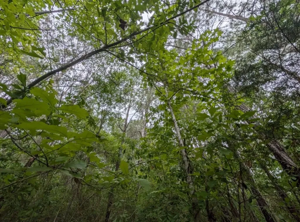 0 Pope Road Ohatchee AL 36271