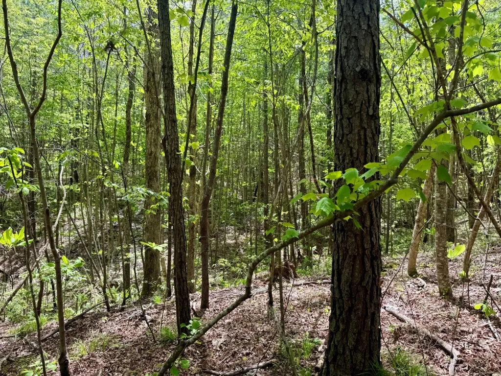 0 Co Road 3022 Double Springs AL 35553