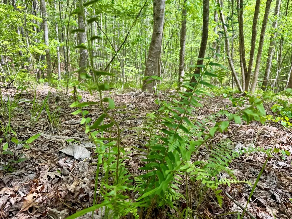 0 Co Road 3022 Double Springs AL 35553