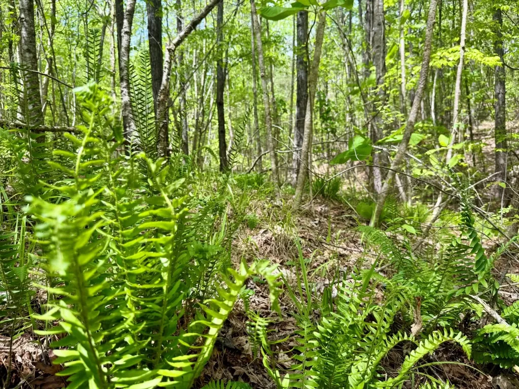 0 Co Road 3022 Double Springs AL 35553