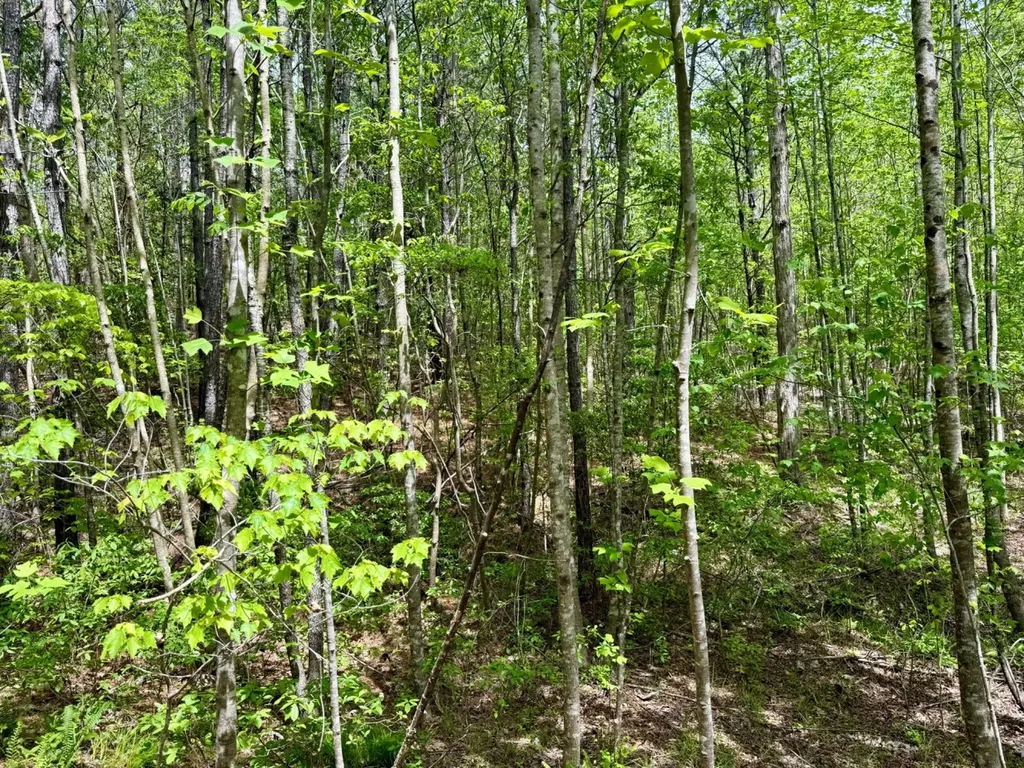 0 Co Road 3022 Double Springs AL 35553