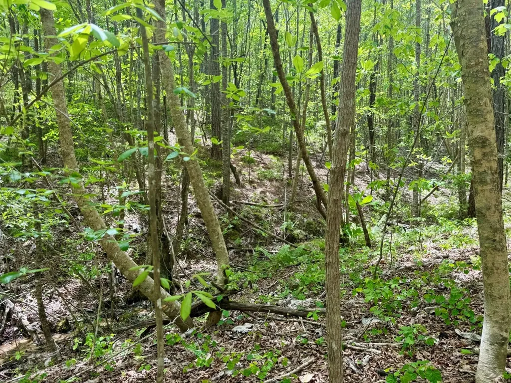 0 Co Road 3022 Double Springs AL 35553