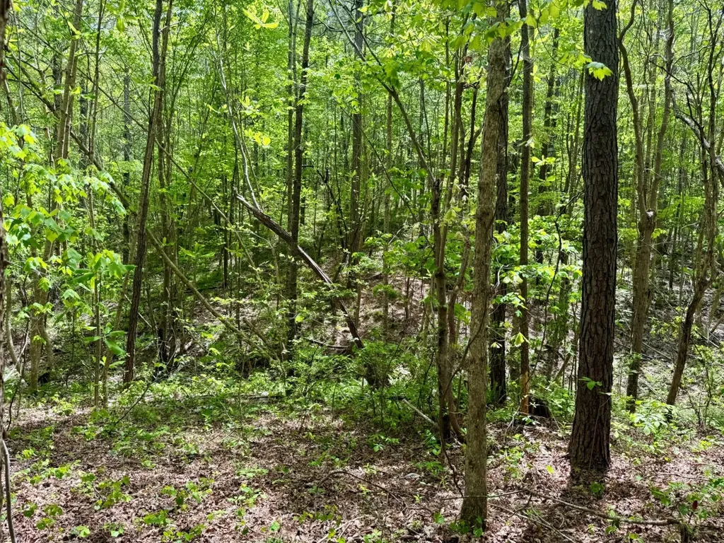 0 Co Road 3022 Double Springs AL 35553