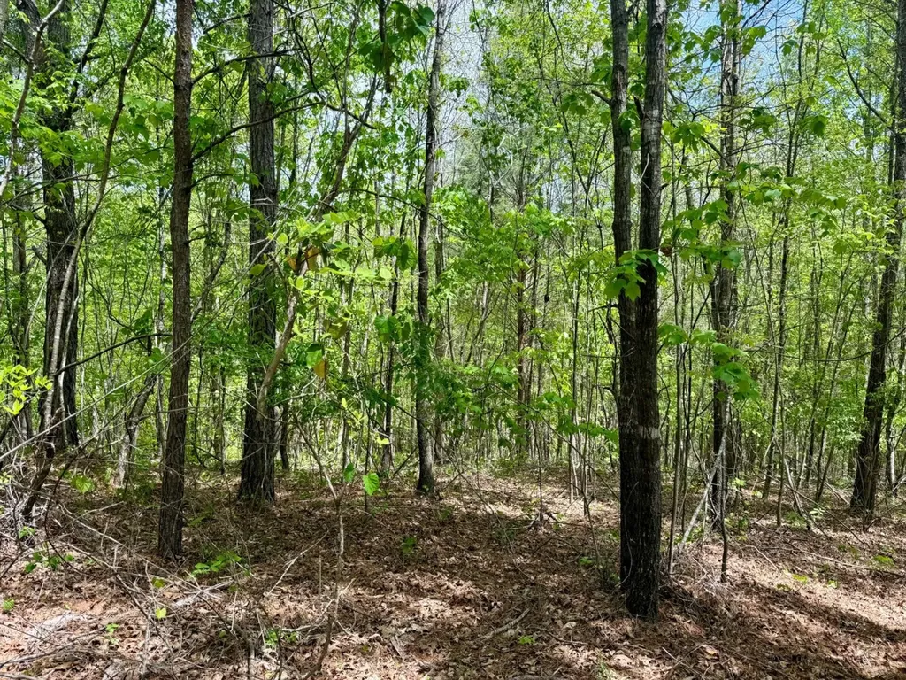 0 Co Road 3022 Double Springs AL 35553