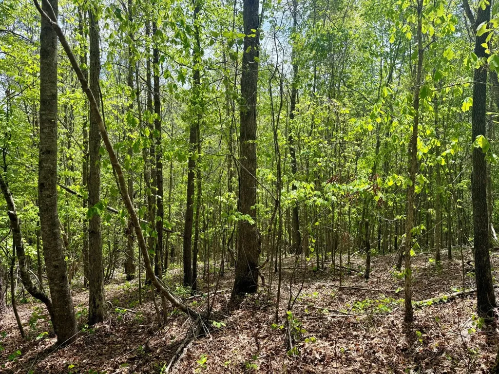0 Co Road 3022 Double Springs AL 35553