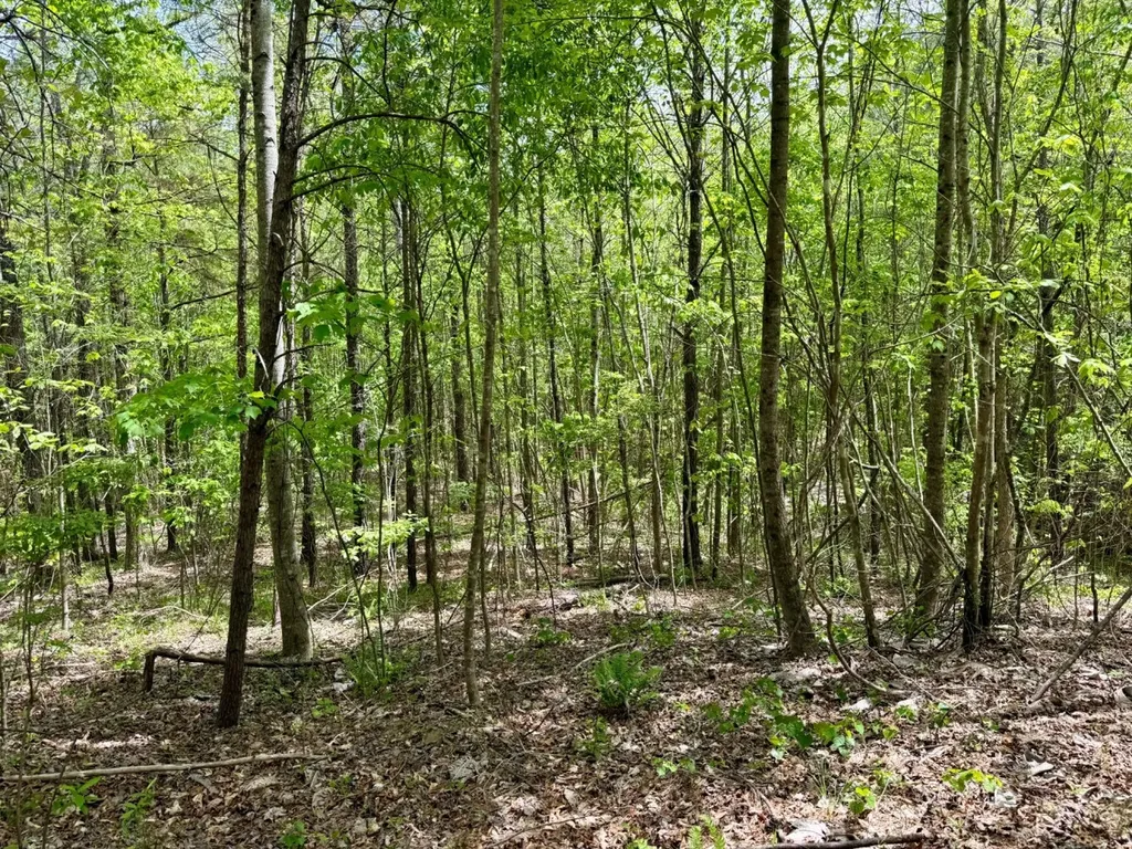 0 Co Road 3022 Double Springs AL 35553