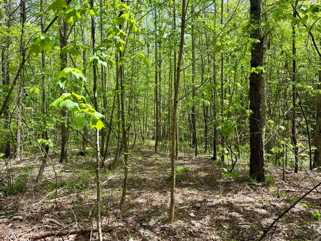 0 Co Road 3022 Double Springs AL 35553