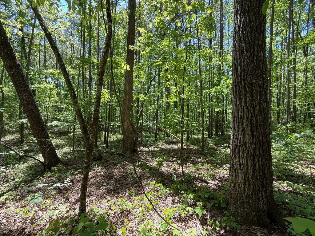 0 Williams Road Piedmont AL 36265