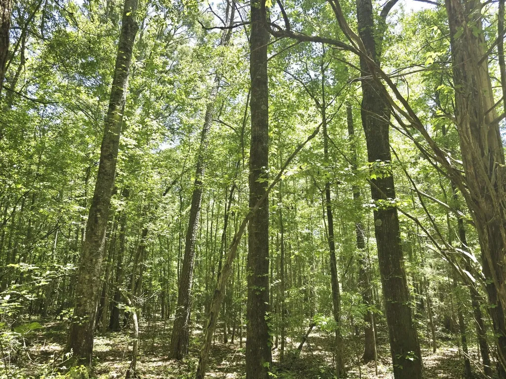 000 Williams Mill Road Clayton AL 36016