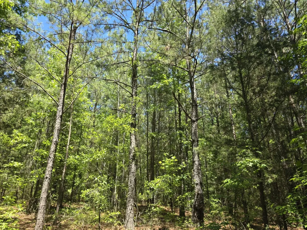 000 Williams Mill Road Clayton AL 36016