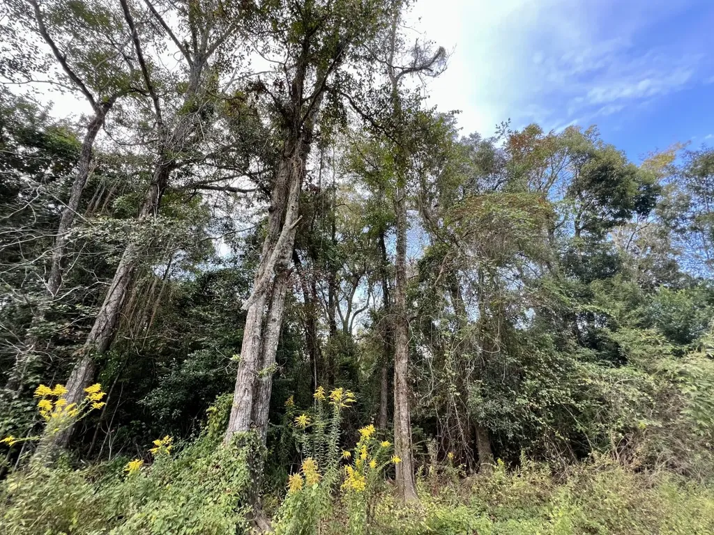 0 Riviere Du Chien Road Mobile AL 36693