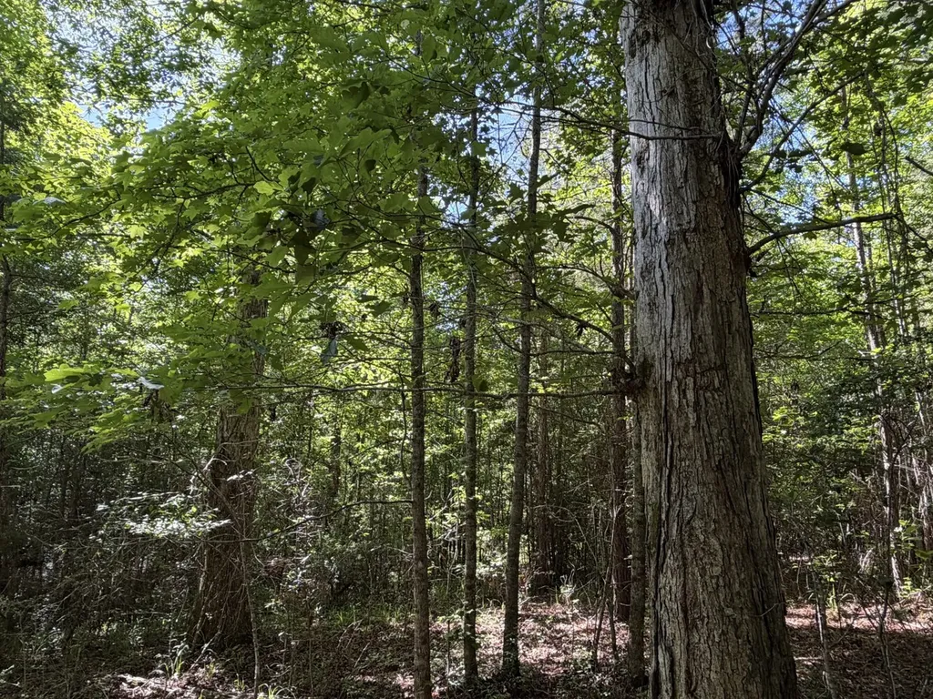 0 Burnout Road Brantley AL 36009
