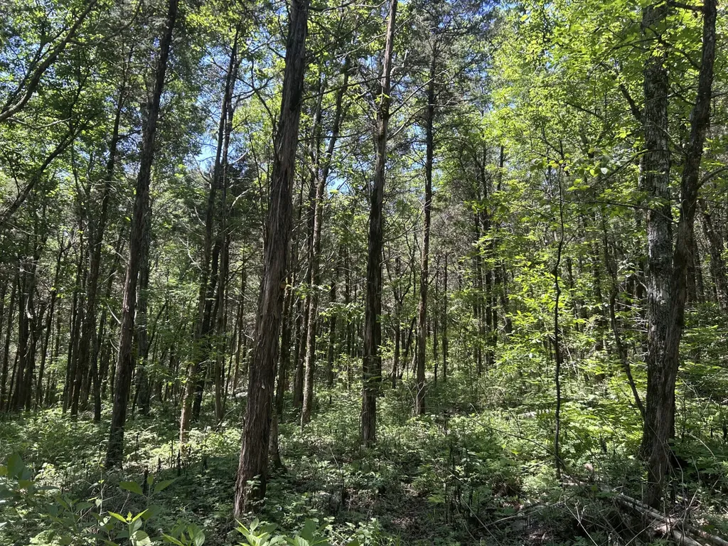 1727 County Road 17 Scottsboro AL 35768