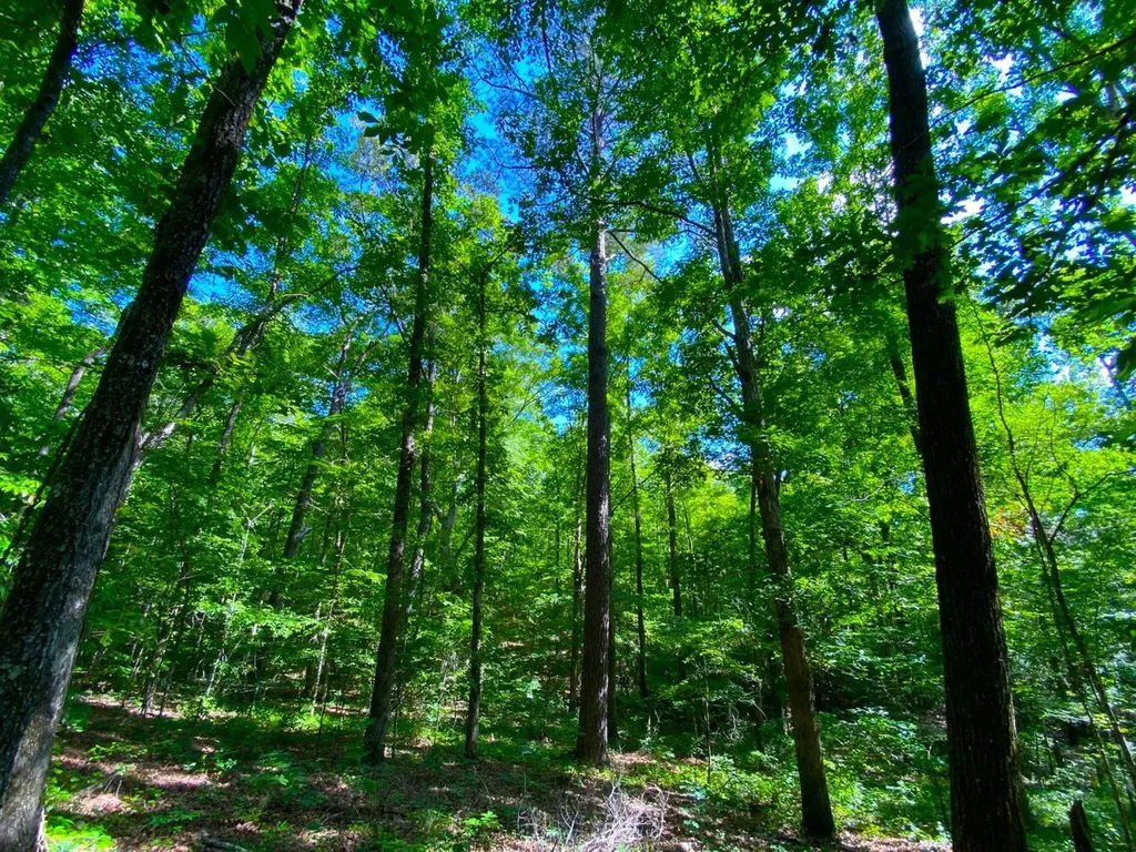 0 Pate Road Buhl AL 35446