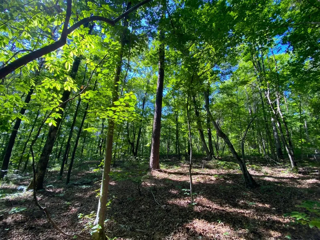0 Pate Road Buhl AL 35446