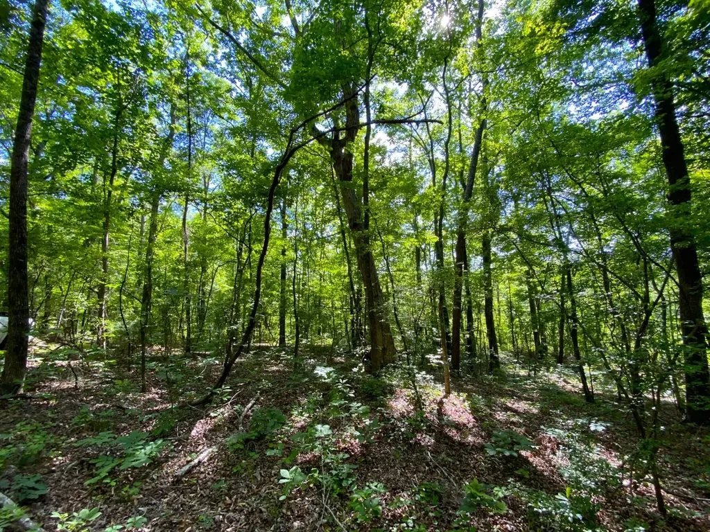 0 Pate Road Buhl AL 35446