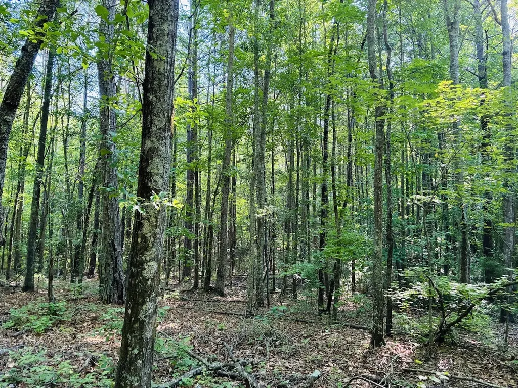 0 Creek Road Ashland AL 36251
