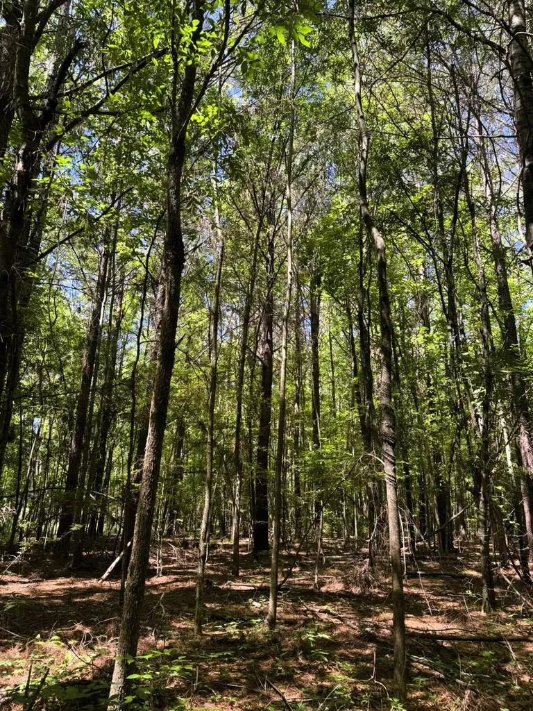 000 County Road 4 Fitzpatrick AL 36029