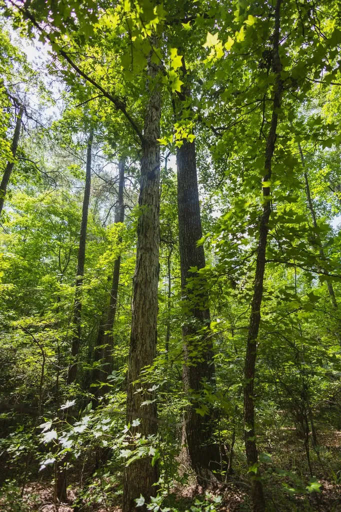 0 County Road 51 Greensboro AL 36744