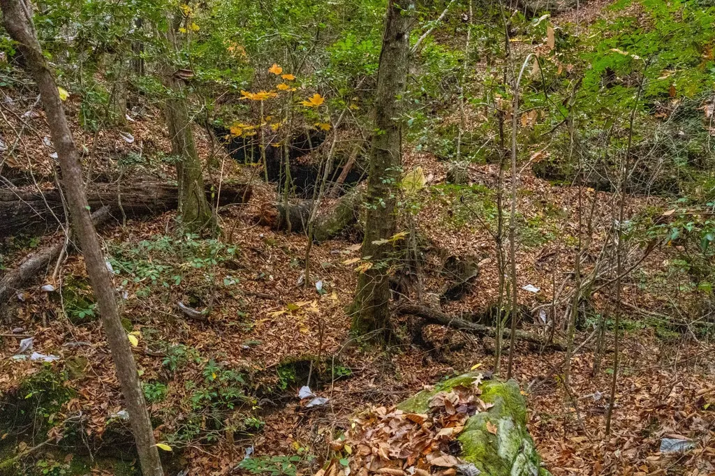 0 County Road 15 Haleyville AL 35553