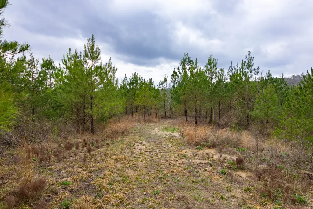0 County Road 405 Haleyville AL 35565