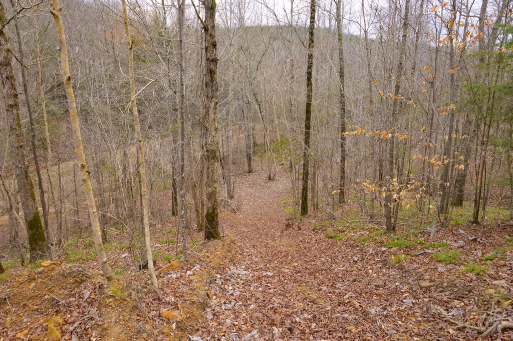 0 County Road 3217 Haleyville AL 35565