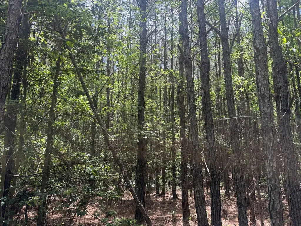 0 Cash Circle Millport AL 35576