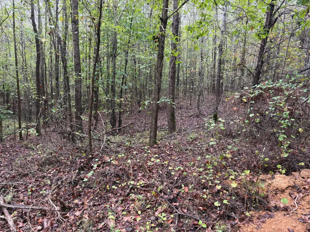 0 County Road 66 Eldridge AL 35554