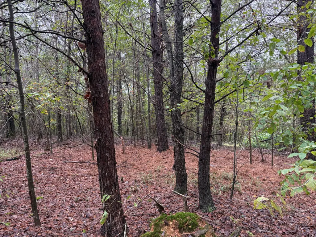 0 County Road 66 Eldridge AL 35554