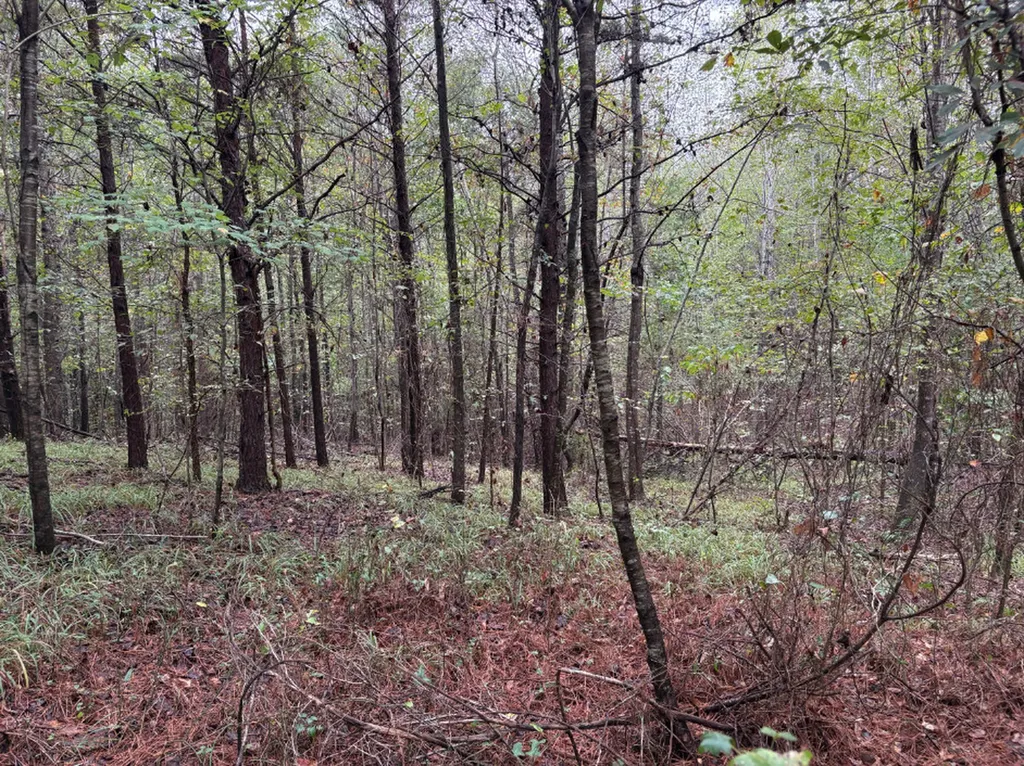 0 County Road 66 Eldridge AL 35554