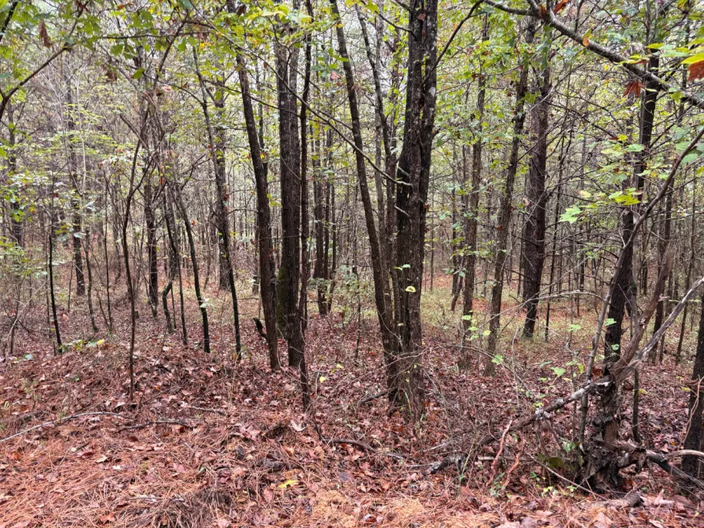 0 County Road 66 Eldridge AL 35554