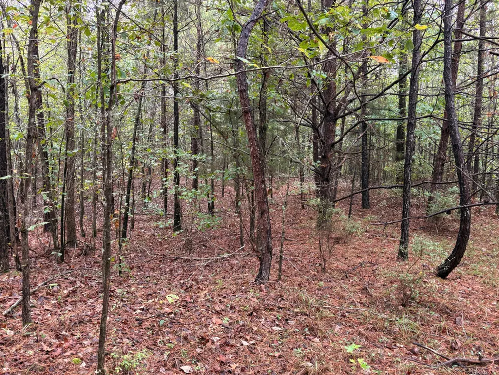 0 County Road 66 Eldridge AL 35554