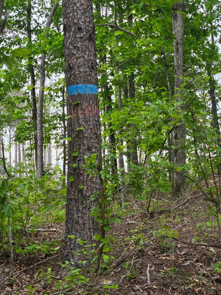 0 County Road 66 Eldridge AL 35554