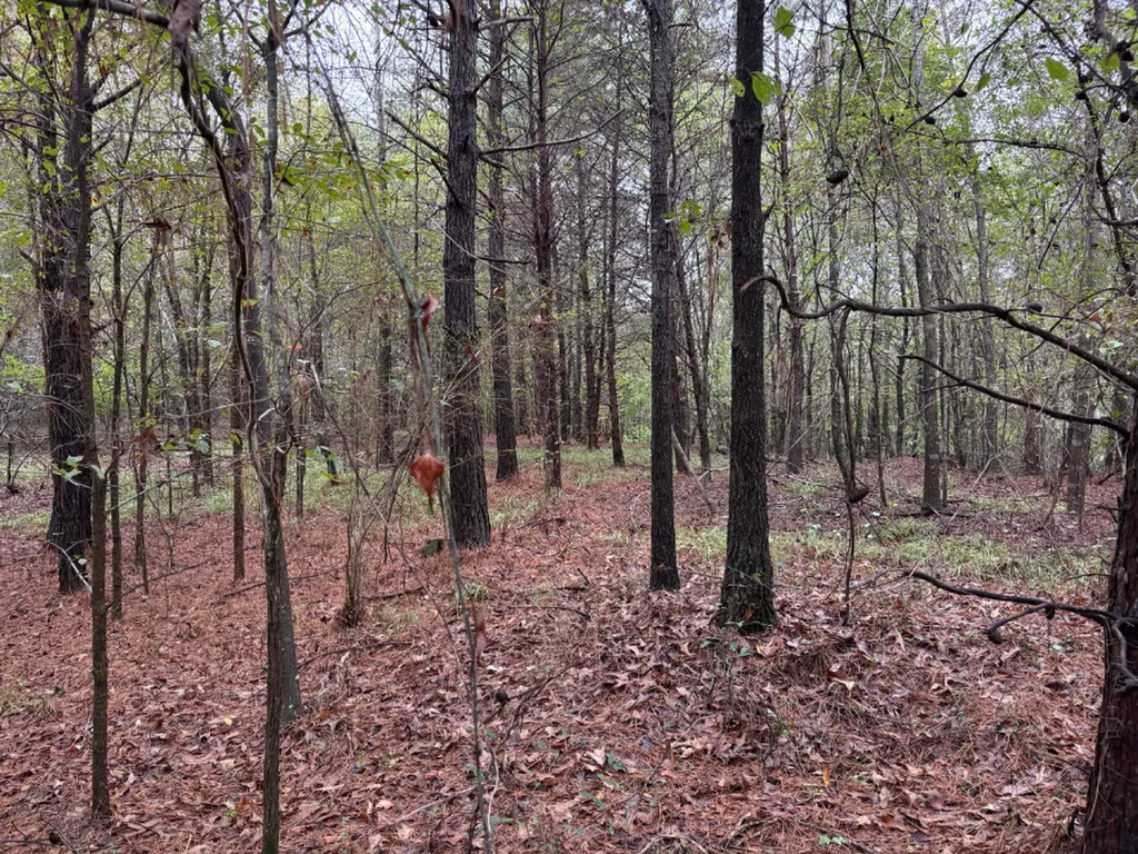 0 County Road 66 Eldridge AL 35554