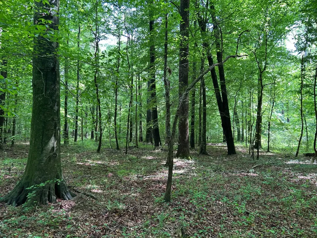 0 Robin Hill Road Oneonta AL 35121