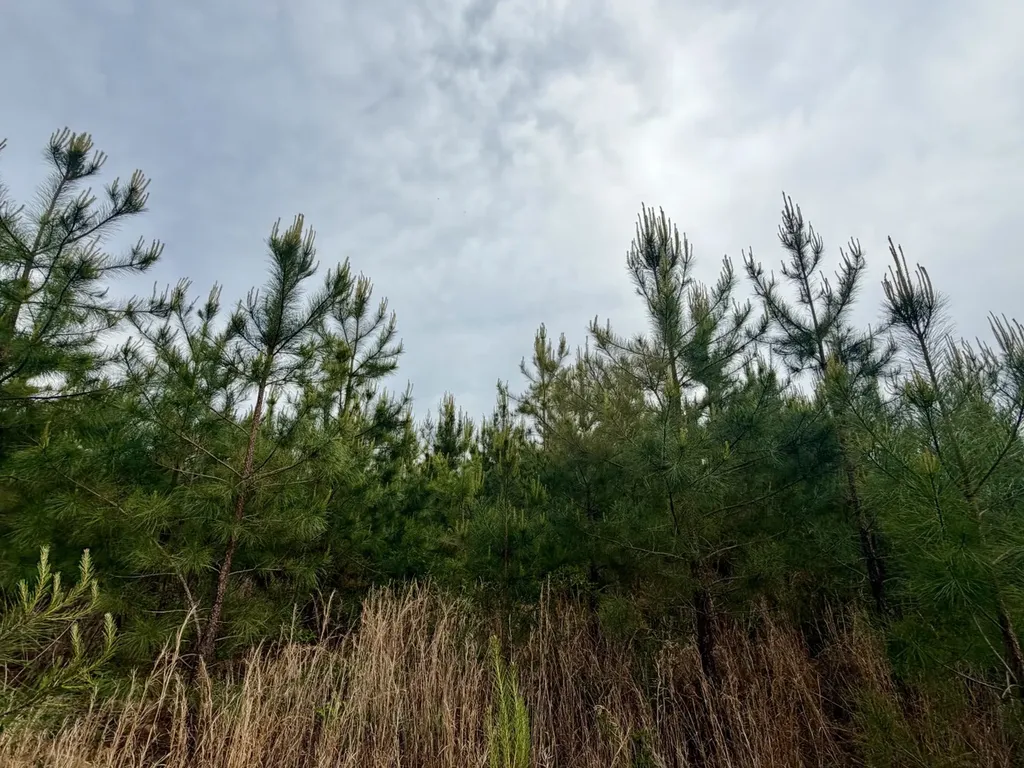 0 Toddtown Road, Tract 2 Jackson AL 36545