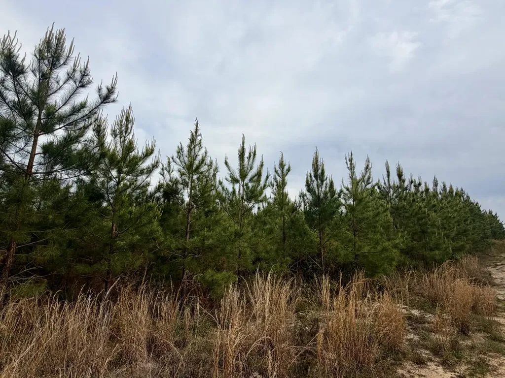0 Toddtown Road Jackson AL 36545