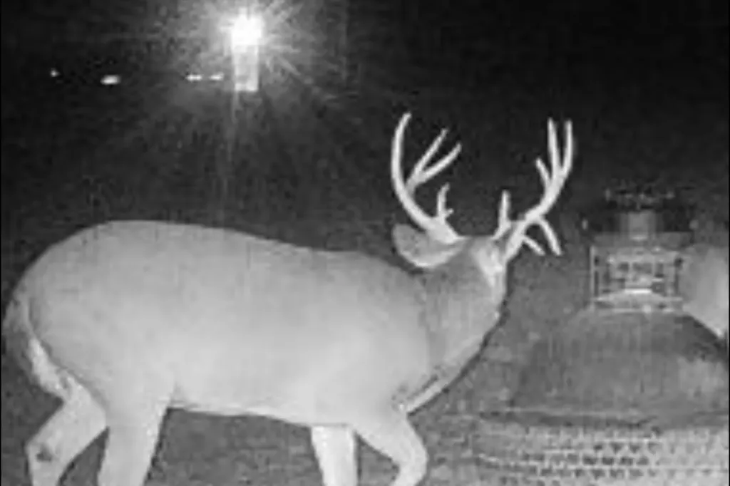 0 Highway 331 Dozier AL 36028