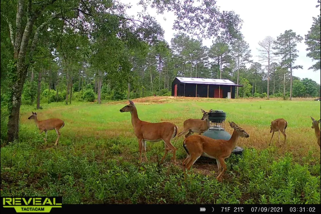 0 Highway 331 Dozier AL 36028