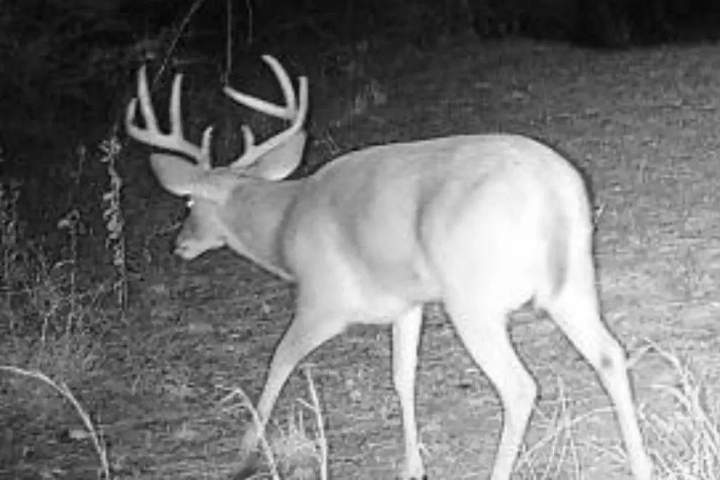 0 Highway 331 Dozier AL 36028