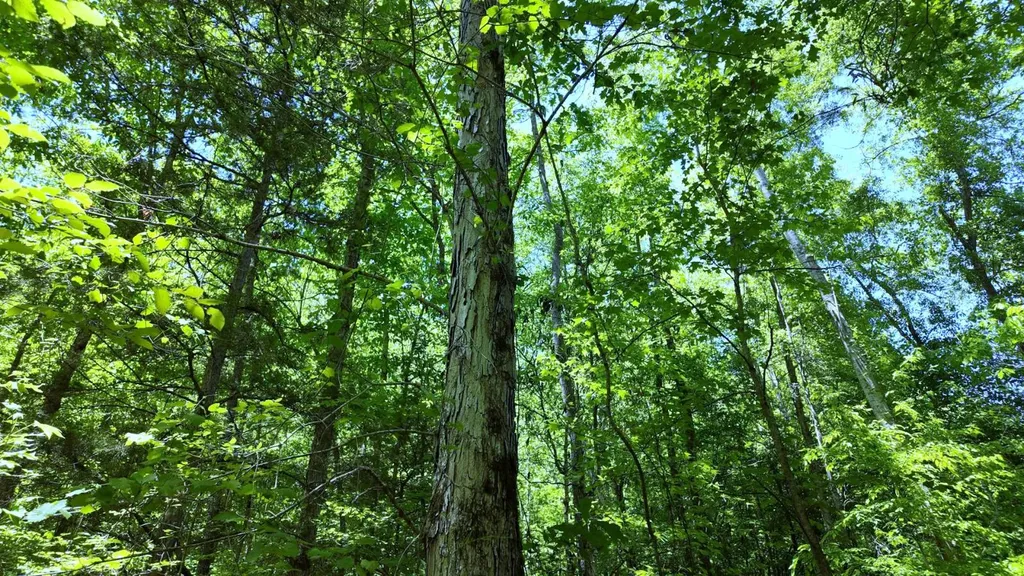 0 County Road 38 Autaugaville AL 36003