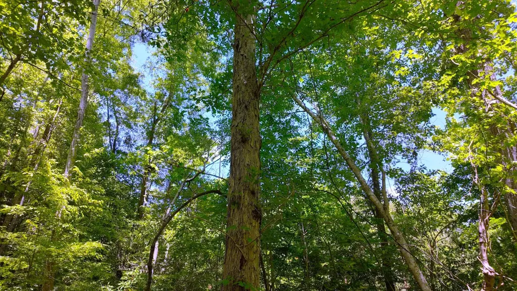 0 County Road 38 Autaugaville AL 36003