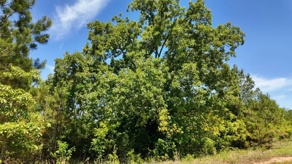 0 County Road 38 Autaugaville AL 36003