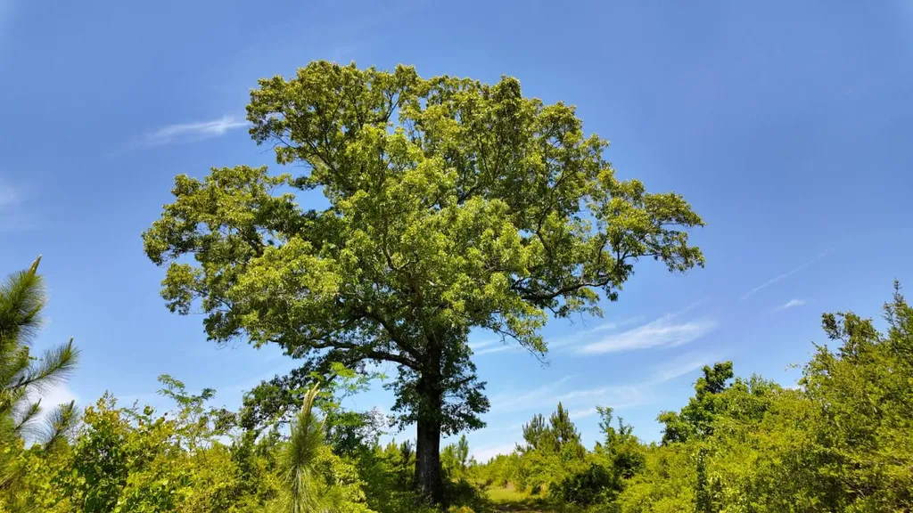 0 County Road 38 Autaugaville AL 36003