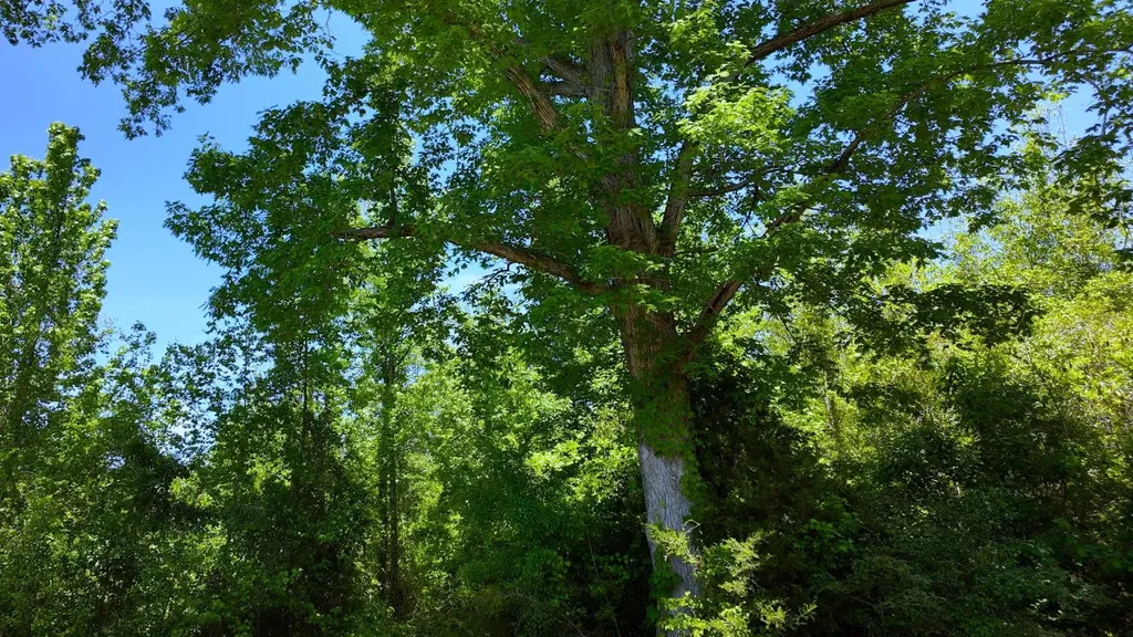0 County Road 38 Autaugaville AL 36003