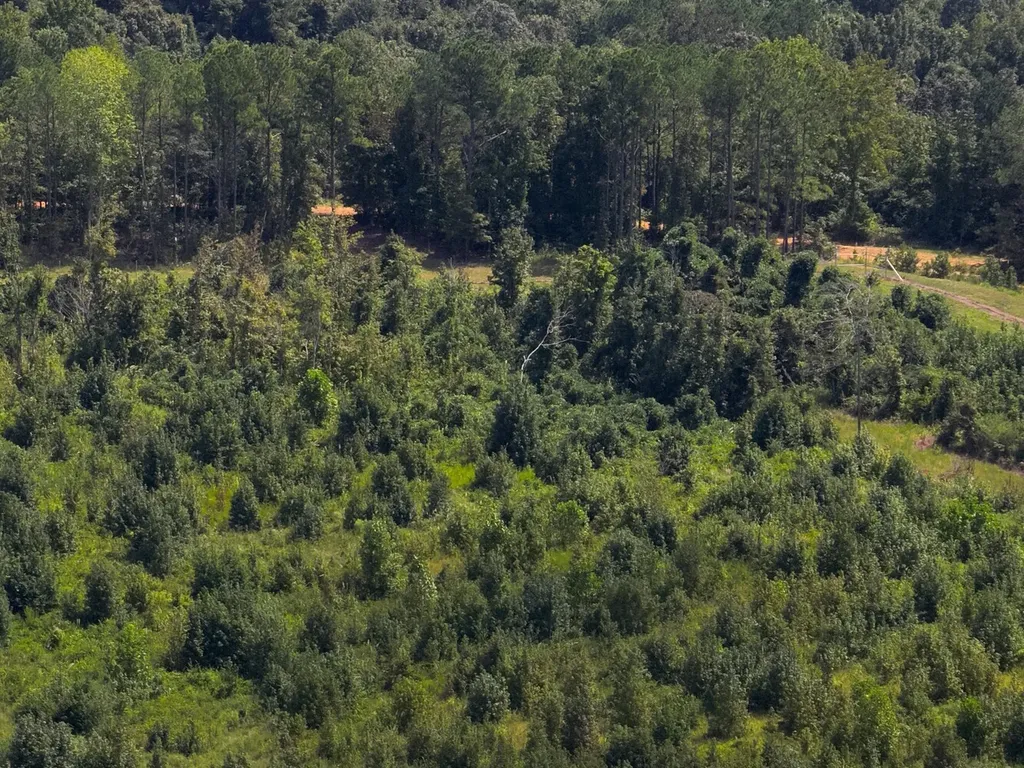 221 Blue Bird Road Sulligent AL 35586