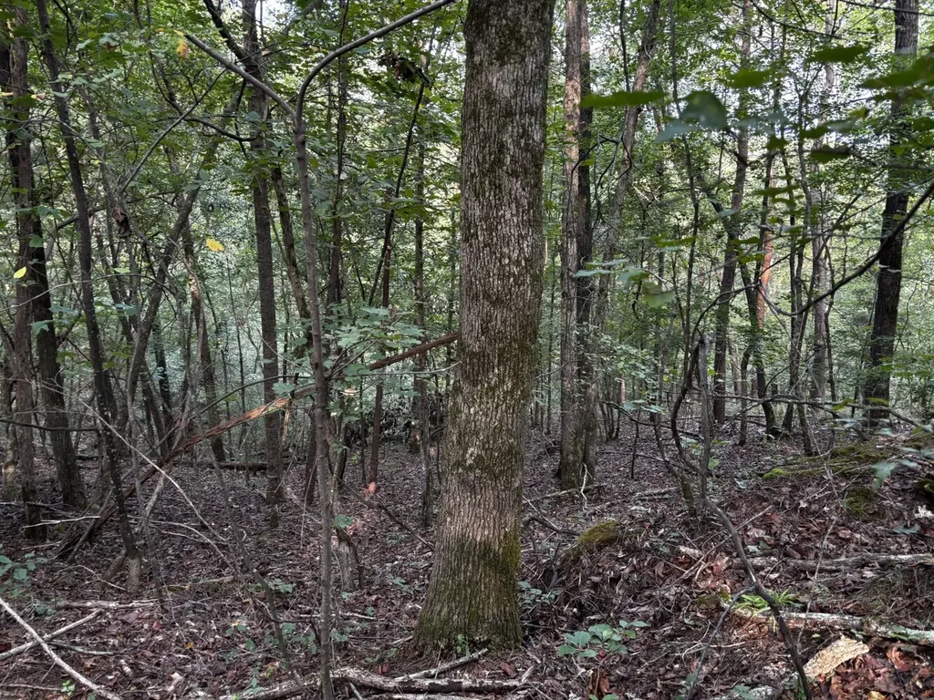 0 Stanley Road Brookwood AL 35444