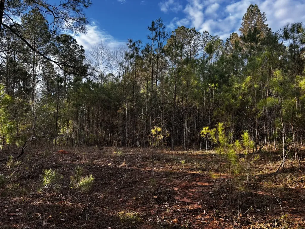 0 County Road 93 Bankston AL 35554