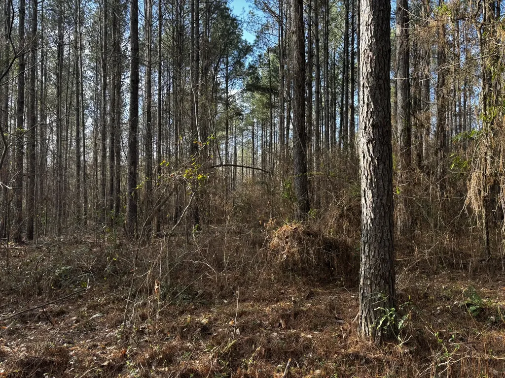 0 County Road 93 Bankston AL 35554