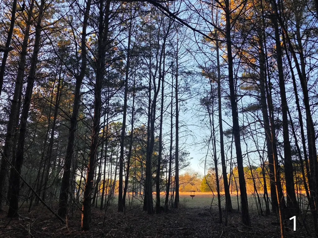 0 County Road 53 Cedar Bluff AL 35959
